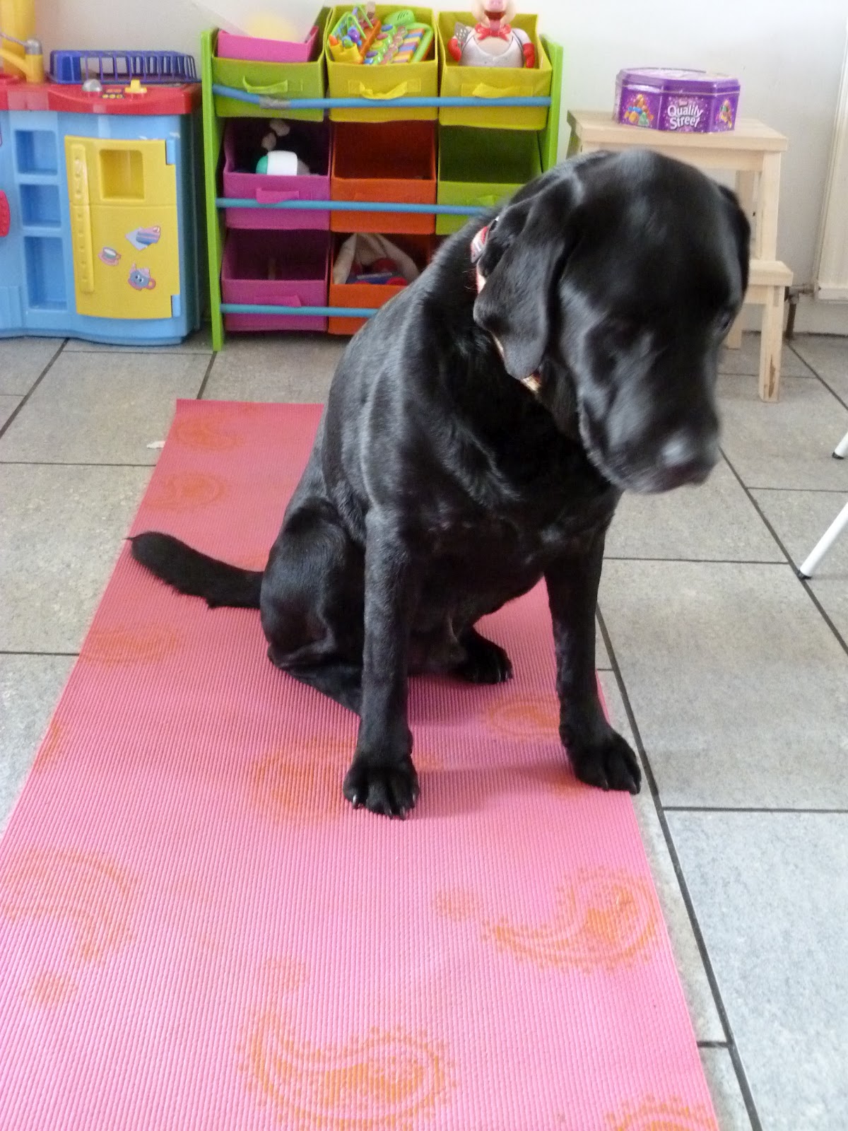 Dog on a yoga mat