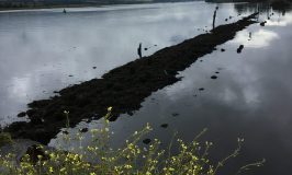 Erskine Bridge: It probably should be a metaphor