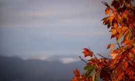 Counseling Careers for Those Who Love Travel