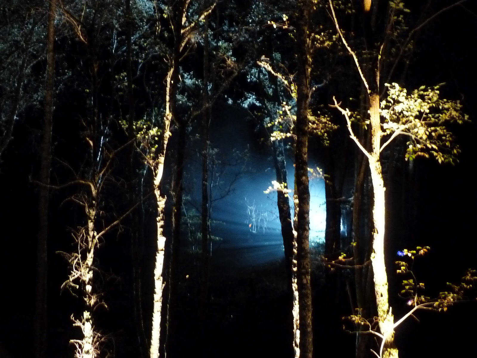 Enchanted Forest, Faskally, Pitlochry