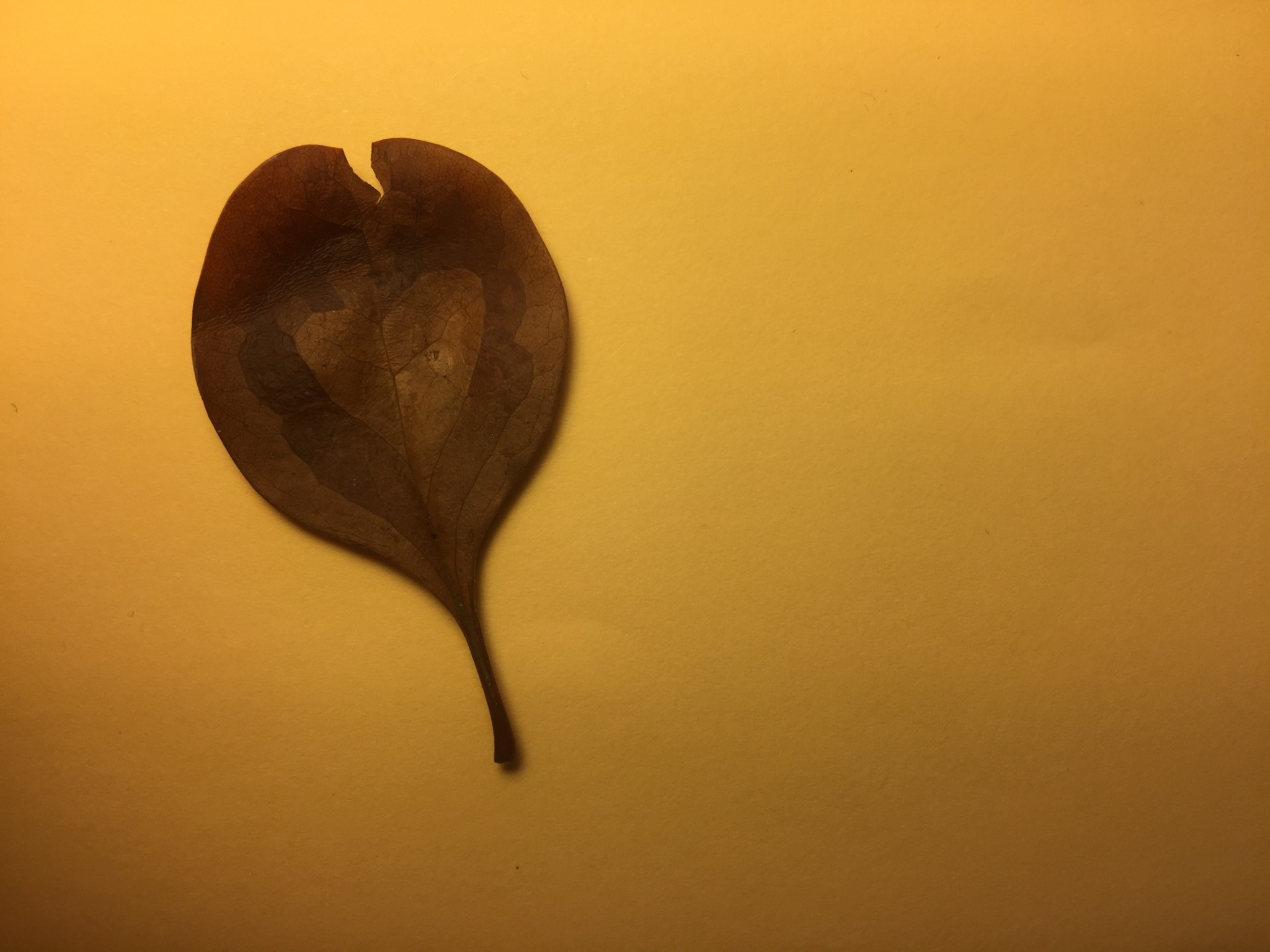 Boy Three gave me a leaf with a heart on it. It's beautiful, but you'll have to take my word for it as I've failed to take a good photo of it. 